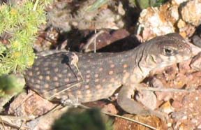 Desert Iguana