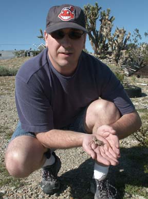 Horned Lizard