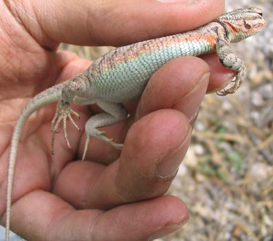 Brush Lizard