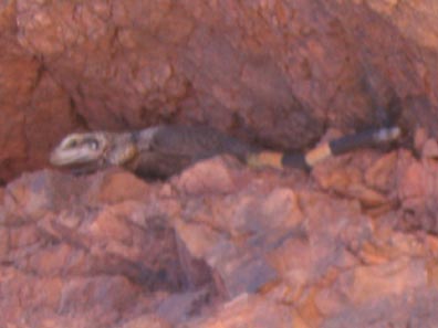 Chuckwalla