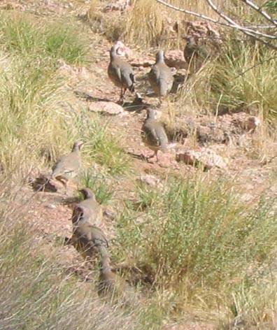 Chukar