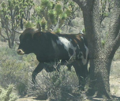 Desert Cow