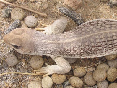 Desert Iguana