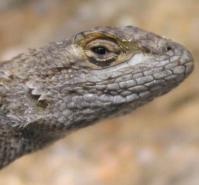 Fence Lizard