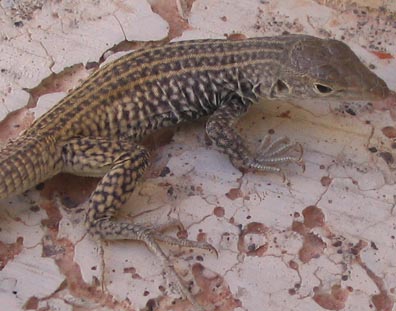 Whiptail