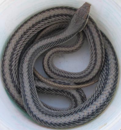 Patch-nosed Snake