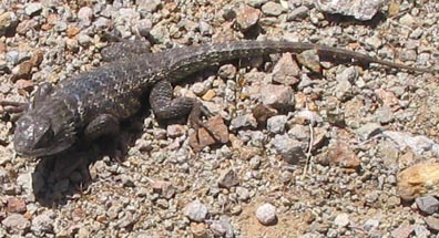 Spiny Lizard