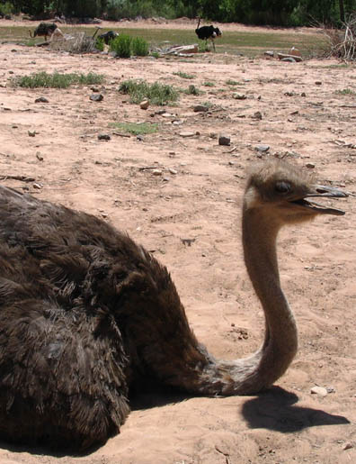 Ostrich