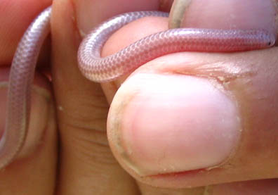 Blind Snake