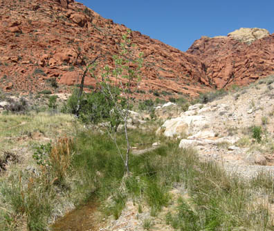 Calico Creek