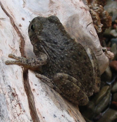 Canyon Treefrog