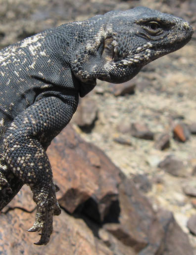 Chuckwalla