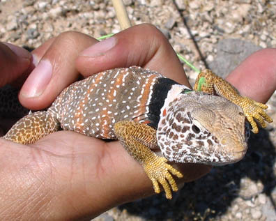 Collared Lizard