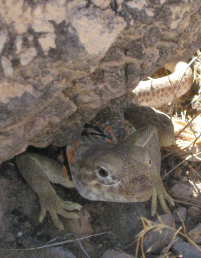 Collared Lizard