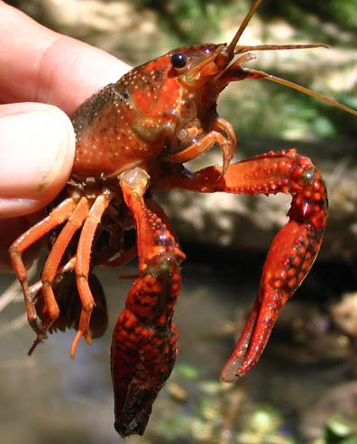 Crawdad