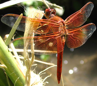 Dragonfly