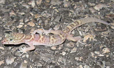 Desert Banded Gecko