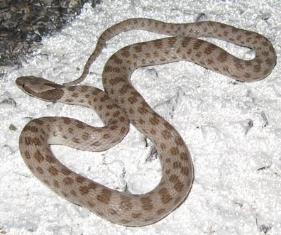 Night Snake