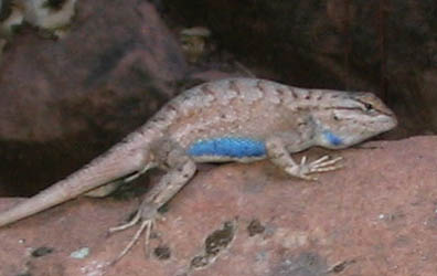 plateau Lizard