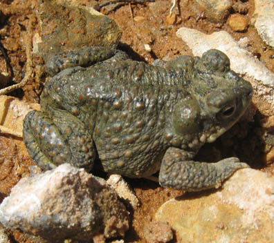 Red-spotted Toad