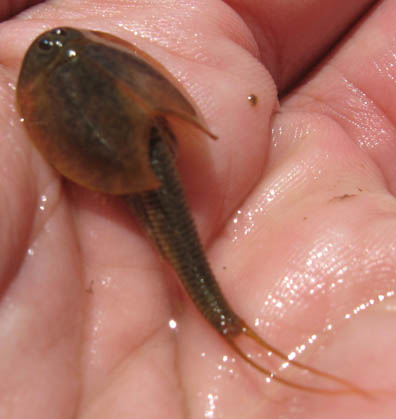 Tadpole Shrimp