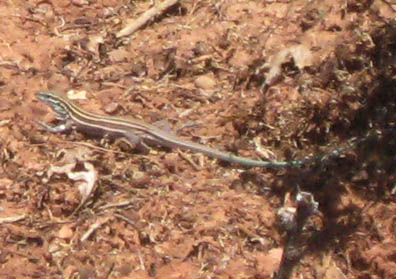 Striped Whiptail