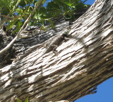 Desert Spiny Lizard