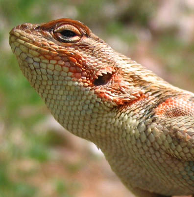 Sagebrush Lizard