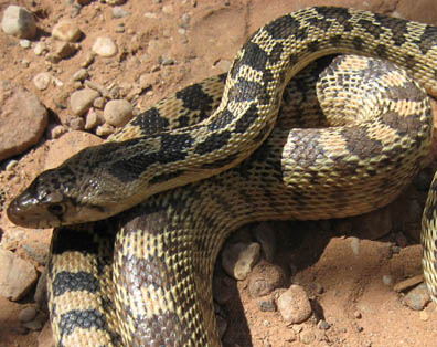 Gopher Snake