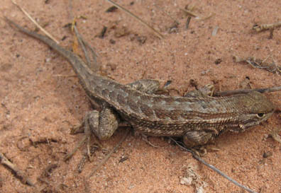 Sagebrush Lizard