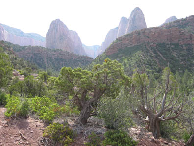 Zion Landscape