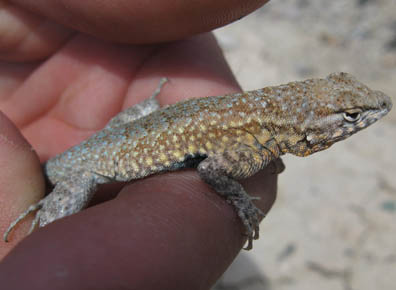 Sideblotched Lizard