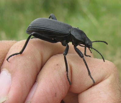 Black Beetle