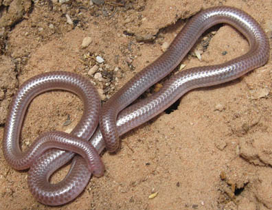 Blind Snake