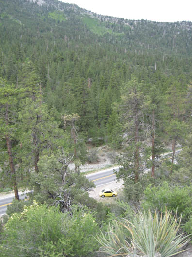 mount charleston