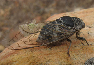 Cicada