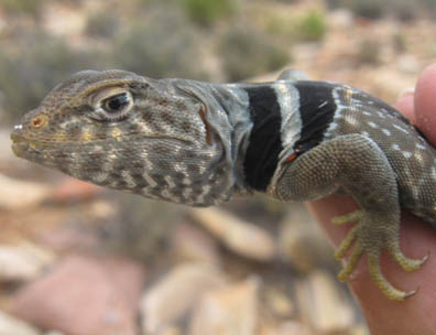 Collared Lizard