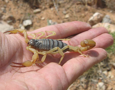 Scorpion