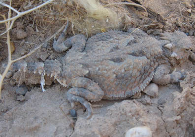 Horned Lizard