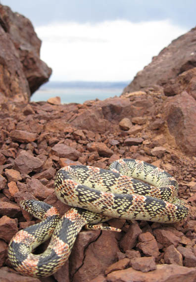 Longnose Snake