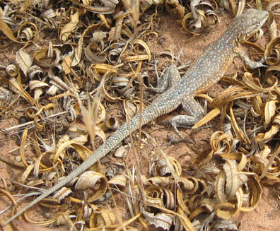 Sideblotched Lizard