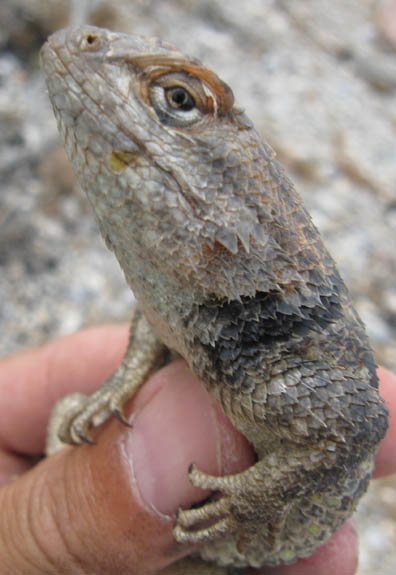 Spiny Lizard