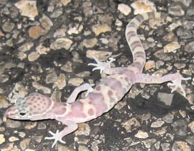 Gecko