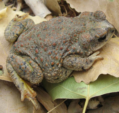 Red Spotted Toad