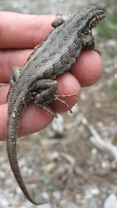 Sagebrush Lizard