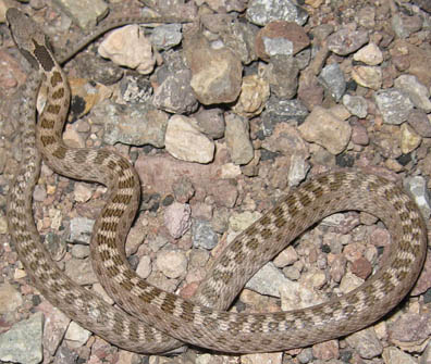 Night Snake