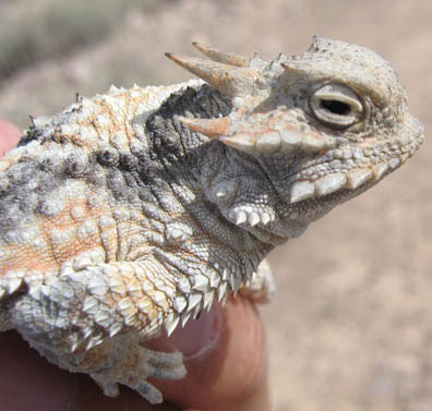 Horned Lizard