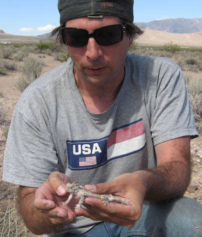 Horned Lizard