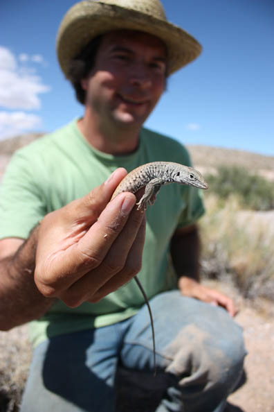 Whiptail Lizard