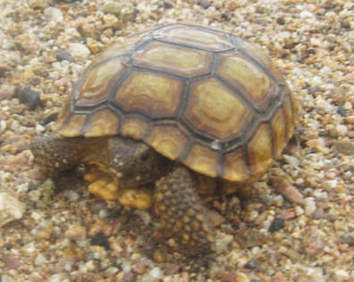 Desert Tortoise